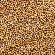 SEMENTES DE COENTRO - 50G