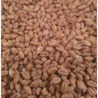 Malte Wheat (Trigo) - Agrária - 100g