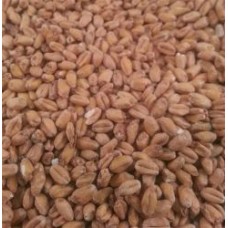 Malte Wheat (Trigo) - Agrária - 100g